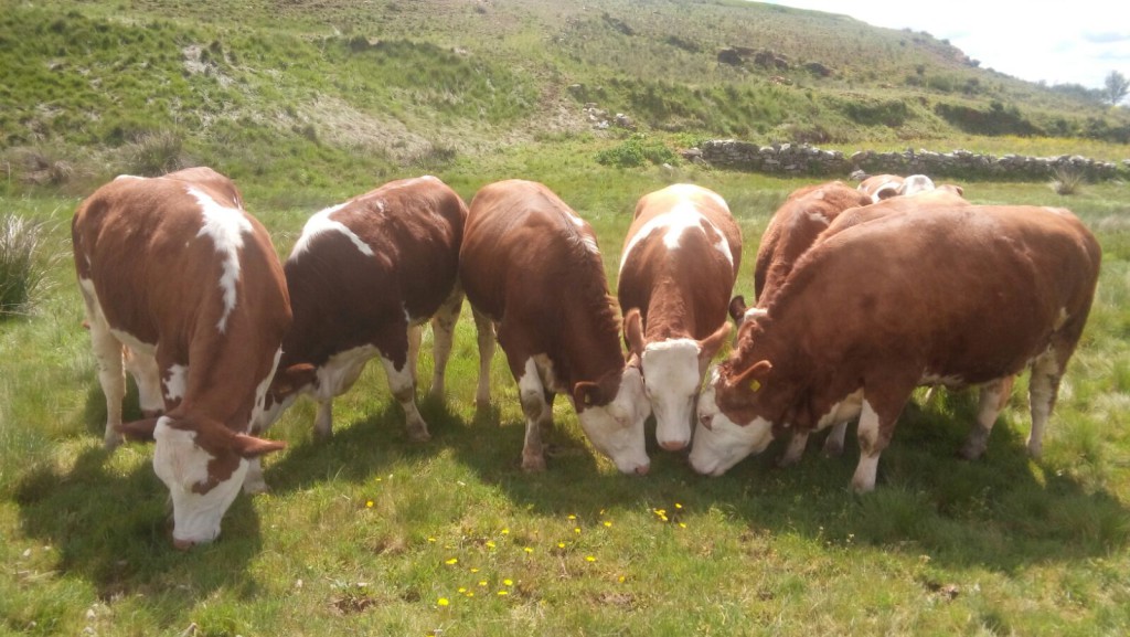 Almaraz fortalece la ganadería municipal con vacas FLECKVIEH de CIPSA