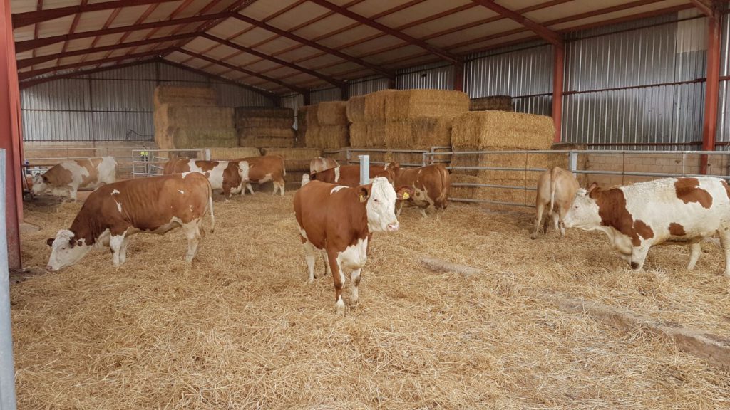 CIPSA PECUARIA irrumpe en la ganadería de vacuno aragonesa